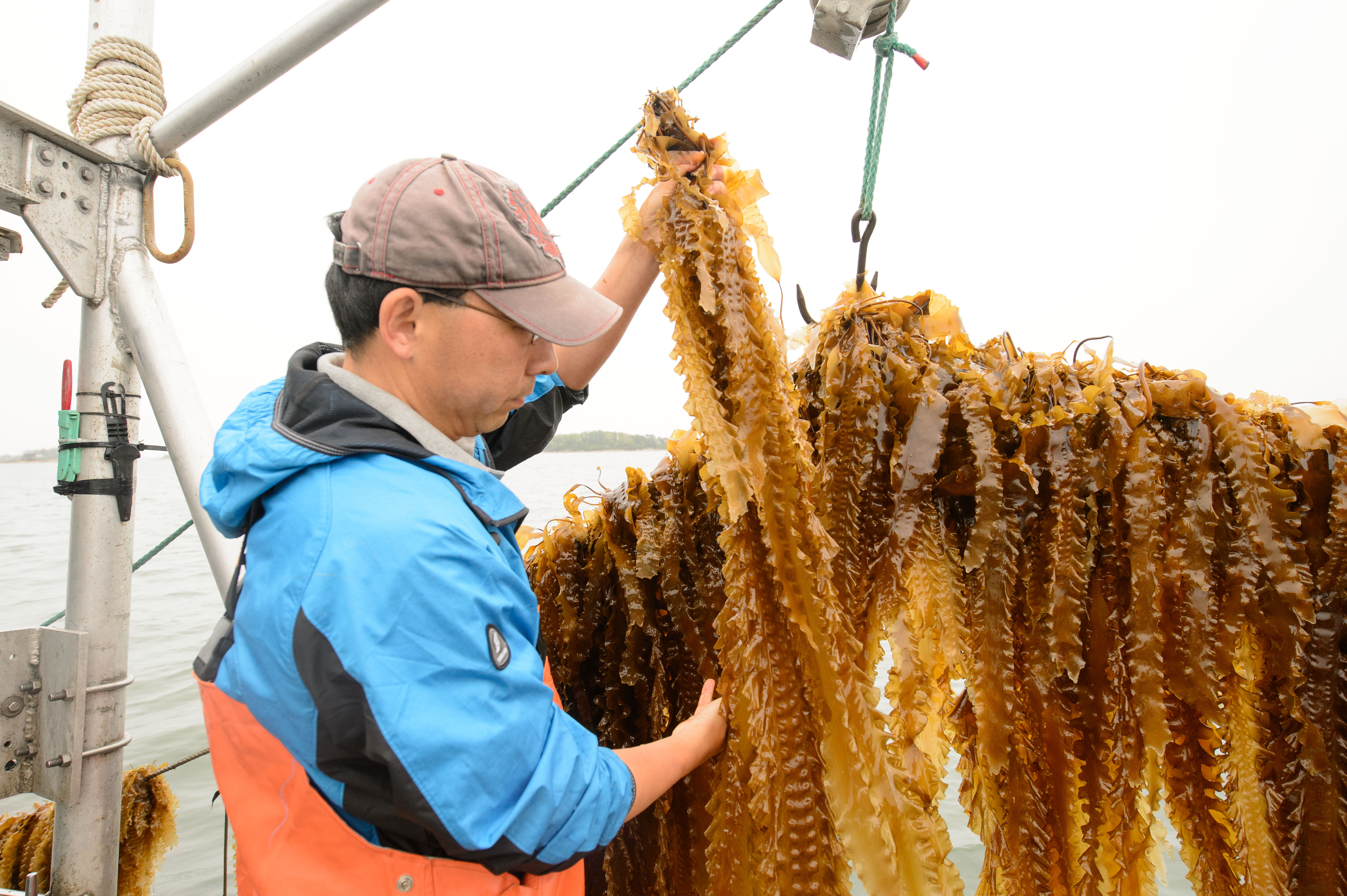 Kelp