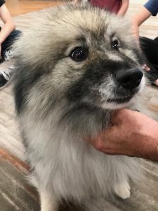 Meka the Keeshond